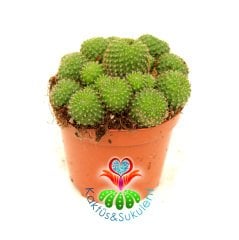 Rebutia Minuscula 8,5 cm Saksılı Bol Çiçek Açan Kaktüs