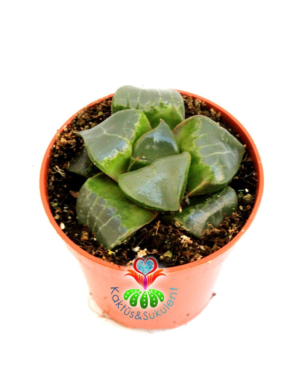 Haworthia Springbokvlakensis c.l.Scott Nadir Tür Sukulent 5,5 cm Saksılı Koleksiyon ürünü