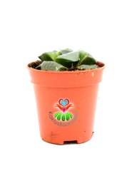 Haworthia Springbokvlakensis c.l.Scott Nadir Tür Sukulent 5,5 cm Saksılı Koleksiyon ürünü