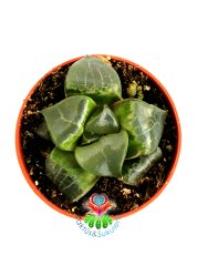 Haworthia Springbokvlakensis c.l.Scott Nadir Tür Sukulent 5,5 cm Saksılı Koleksiyon ürünü
