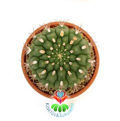 Gymnocalycium Saglionis 23 cm Seramik Saksılı Yetişkin Nadir Kaktüs Uygun Fiyat