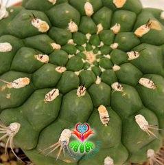 Gymnocalycium Saglionis 23 cm Seramik Saksılı Yetişkin Nadir Kaktüs Uygun Fiyat