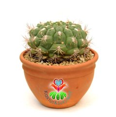 Gymnocalycium Saglionis 23 cm Seramik Saksılı Yetişkin Nadir Kaktüs Uygun Fiyat