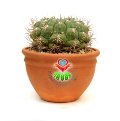 Gymnocalycium Saglionis 23 cm Seramik Saksılı Yetişkin Nadir Kaktüs Uygun Fiyat