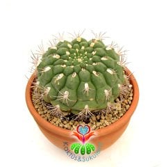 Gymnocalycium Saglionis 23 cm Seramik Saksılı Yetişkin Nadir Kaktüs Uygun Fiyat