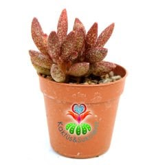 Adromischus marianae var. immaculatus 5,5 cm Saksı Nadir Tür