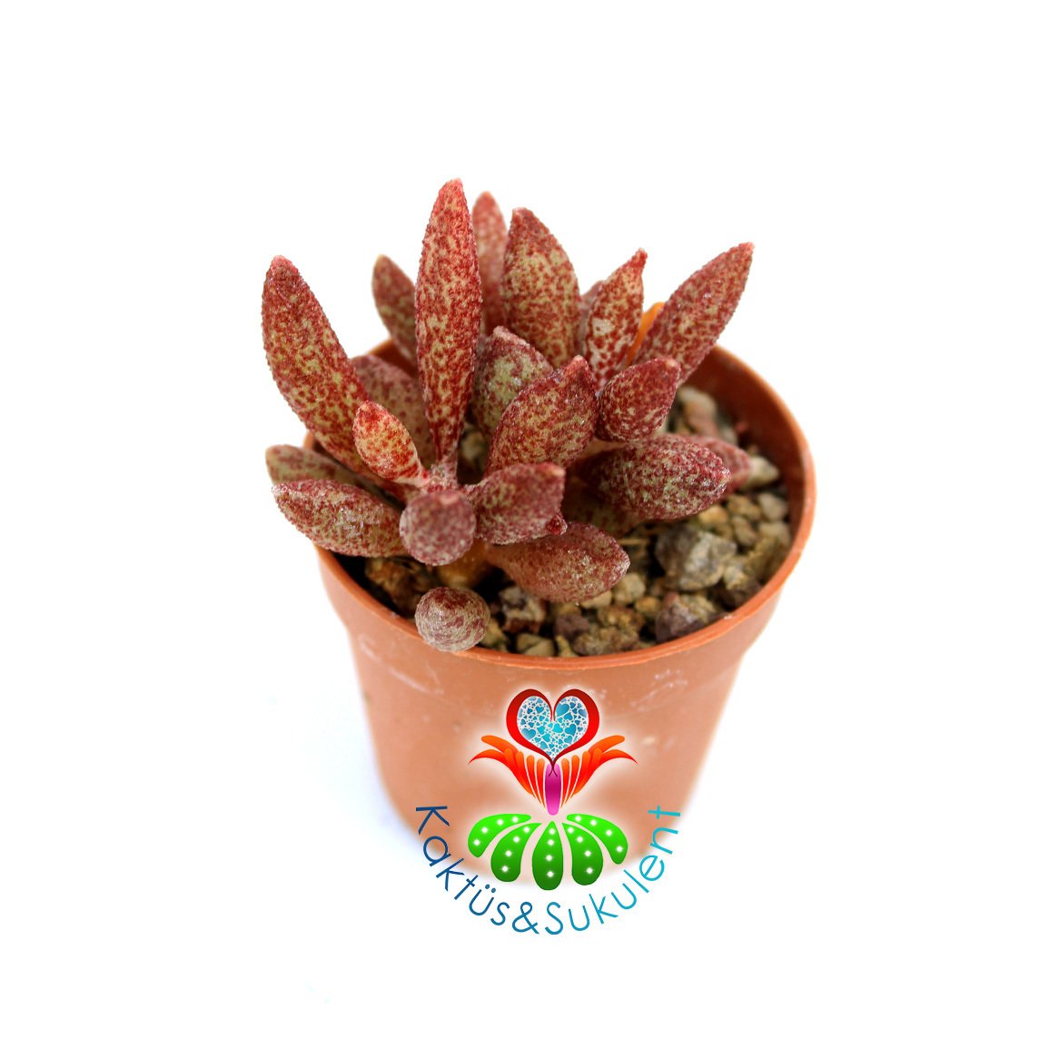 Adromischus marianae var. immaculatus 5,5 cm Saksı Nadir Tür