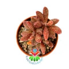 Adromischus marianae var. immaculatus 5,5 cm Saksı Nadir Tür