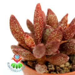 Adromischus marianae var. immaculatus 5,5 cm Saksı Nadir Tür
