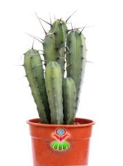 Myrtillocactus Geometrizans Sp. Sıradışı Formda 17 cm Saksılı 25 cm Boy Dev Kaktüs