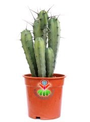Myrtillocactus Geometrizans Sp. Sıradışı Formda 17 cm Saksılı 25 cm Boy Dev Kaktüs