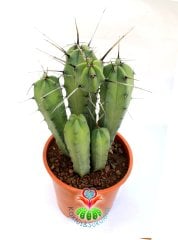 Myrtillocactus Geometrizans Sp. Sıradışı Formda 17 cm Saksılı 25 cm Boy Dev Kaktüs