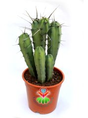 Myrtillocactus Geometrizans Sp. Sıradışı Formda 17 cm Saksılı 25 cm Boy Dev Kaktüs
