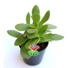 Sukulent,Crassula Platyphylla-Yaprak Uçları Kızarır-5,5 cm saksıda