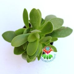 Sukulent,Crassula Platyphylla-Yaprak Uçları Kızarır-5,5 cm saksıda