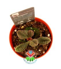 Adromischus marianae f. herrei (W.F.Barker) Pilbeam 5,5 cm Saksılı