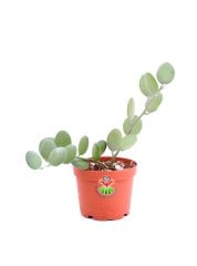 Xerosicyos Danguyi  Silver Dollar Vine 12 cm Saksılı Nadir Tür Gümüş Dolar Asma