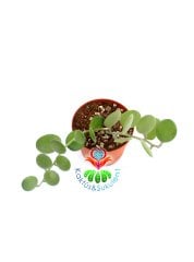 Xerosicyos Danguyi  Silver Dollar Vine 12 cm Saksılı Nadir Tür Gümüş Dolar Asma