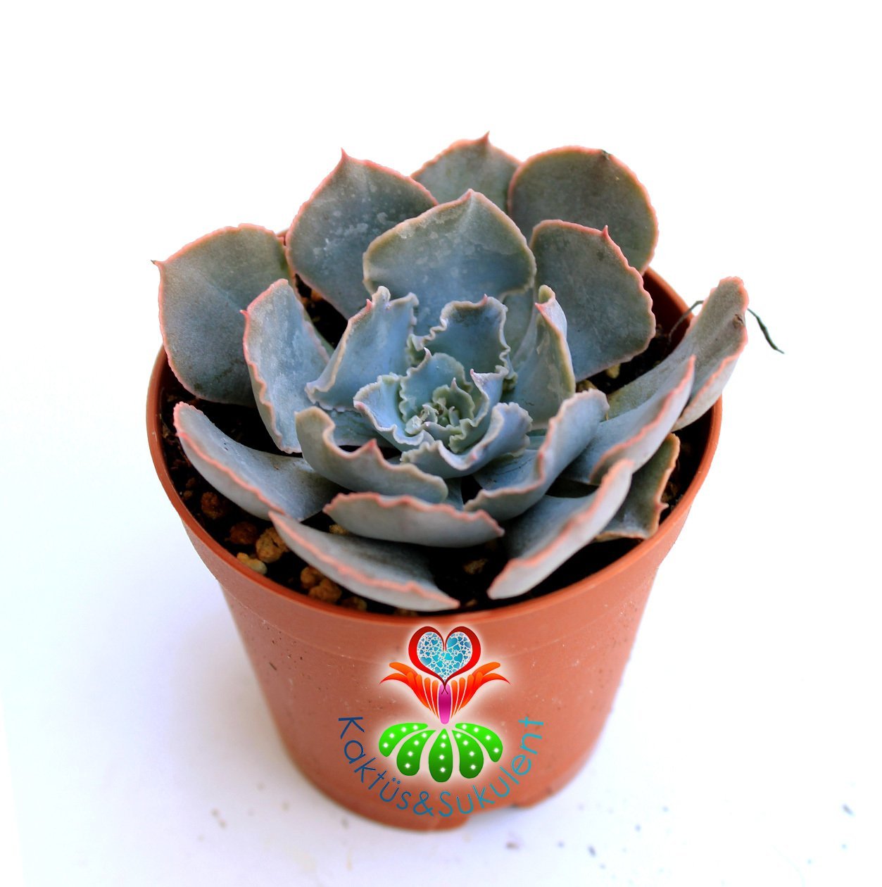 Sukulent,Echeveria Shaviana -Lahana Tarzı Kırışık Yapraklı -8,5 cm saksıda-Teraryum-Kaktüs