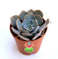 Sukulent,Echeveria Shaviana -Lahana Tarzı Kırışık Yapraklı -8,5 cm saksıda-Teraryum-Kaktüs