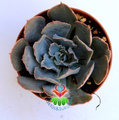 Sukulent,Echeveria Shaviana -Lahana Tarzı Kırışık Yapraklı -8,5 cm saksıda-Teraryum-Kaktüs