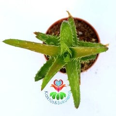 Aloe juvenna ''Tiger Tooth Aloe''- Kaplan Diş Alöe-5,5 cm Saksıda