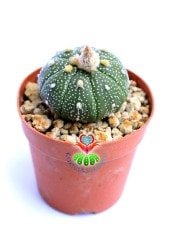 Astrophytum asterias (Zucc.) Lem 7 cm Saksıda Sarı Renk Çiçek Açar