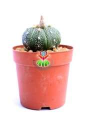 Astrophytum asterias (Zucc.) Lem 7 cm Saksıda Sarı Renk Çiçek Açar
