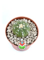 Astrophytum Asterias Oobio Tüylü Dikenli-7 cm Saksıda Nadir Tür