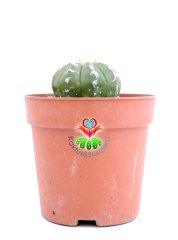 Astrophytum Asterias Oobio Tüylü Dikenli-7 cm Saksıda Nadir Tür
