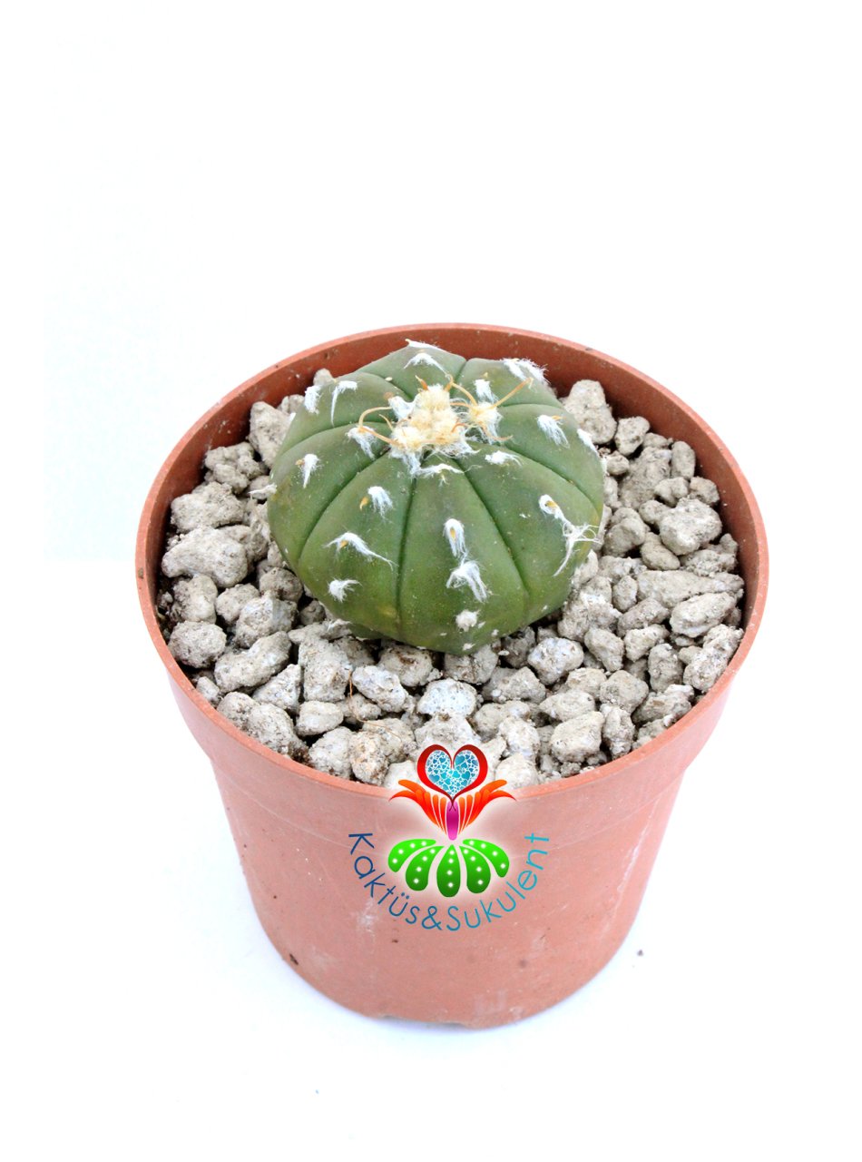 Astrophytum Asterias Oobio Tüylü Dikenli-7 cm Saksıda Nadir Tür