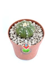 Astrophytum Asterias Oobio Tüylü Dikenli-7 cm Saksıda Nadir Tür