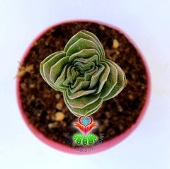Crassula 'Buddha's Temple' -Çok Nadir Tür-5,5 cm Saksıda