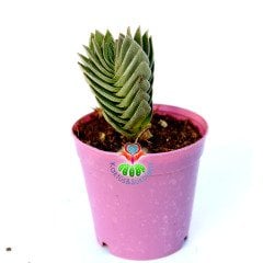 Crassula 'Buddha's Temple' -Çok Nadir Tür-5,5 cm Saksıda