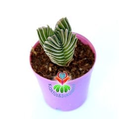 Crassula 'Buddha's Temple' -Çok Nadir Tür-5,5 cm Saksıda