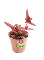 Crassula Capitella Sp. 5,5 cm Saksılı Mor Renkli Sukulent