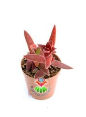 Crassula Capitella Sp. 5,5 cm Saksılı Mor Renkli Sukulent