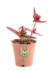 Crassula Capitella Sp. 5,5 cm Saksılı Mor Renkli Sukulent