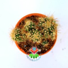 Cereus Peruvianus Monstruosus-Sarı Dikenli Taş Görünümlü Kaktüs-5,5 cm Saksıda