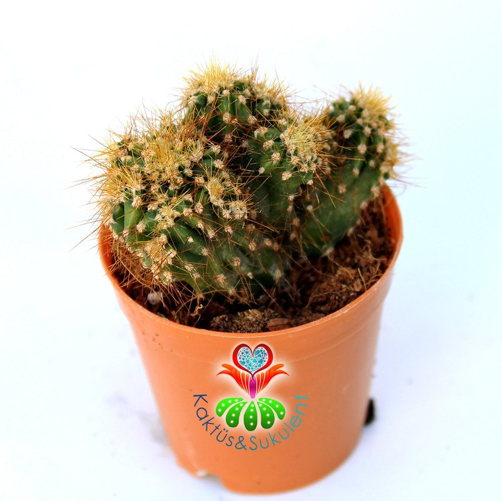 Cereus Peruvianus Monstruosus-Sarı Dikenli Taş Görünümlü Kaktüs-5,5 cm Saksıda