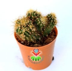 Cereus Peruvianus Monstruosus-Sarı Dikenli Taş Görünümlü Kaktüs-5,5 cm Saksıda