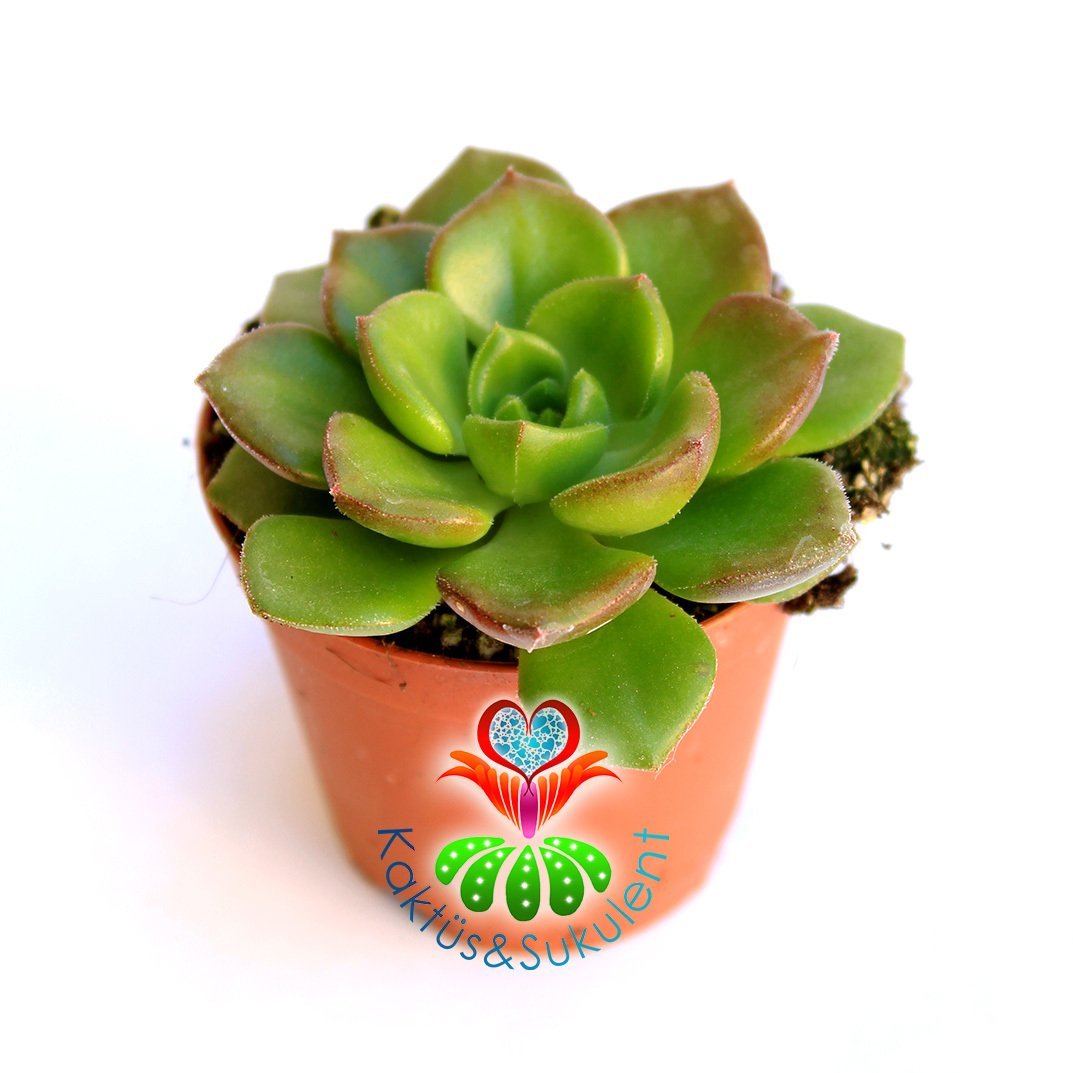 Sukulent,Echeveria Emerald Ripple-Güneşte Kırmızı Uçlu-Dayanıklı Tür -5,5 cm saksıda-Sukulent,Kaktus