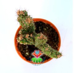 Cereus Peruvianus Monstruosus-Koyu Dikenli Taş  Kaktüs-5,5 cm Saksıda
