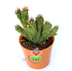 Cereus Peruvianus Monstruosus-Koyu Dikenli Taş  Kaktüs-5,5 cm Saksıda