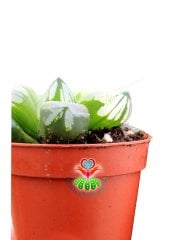 Haworthia cv. Ollasonii  x H. cooperi ex Japan 5,5 cm Saksıda Şeffaf Damarlı Yapraklı Nadir Tür