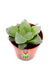 Haworthia cv. Ollasonii  x H. cooperi ex Japan 5,5 cm Saksıda Şeffaf Damarlı Yapraklı Nadir Tür