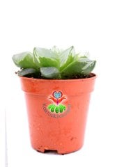 Haworthia cv. Ollasonii  x H. cooperi ex Japan 5,5 cm Saksıda Şeffaf Damarlı Yapraklı Nadir Tür