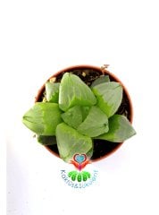 Haworthia cv. Ollasonii  x H. cooperi ex Japan 5,5 cm Saksıda Şeffaf Damarlı Yapraklı Nadir Tür