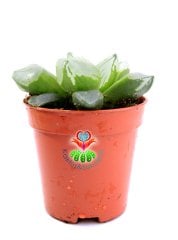 Haworthia cv. Ollasonii  x H. cooperi ex Japan 5,5 cm Saksıda Şeffaf Damarlı Yapraklı Nadir Tür