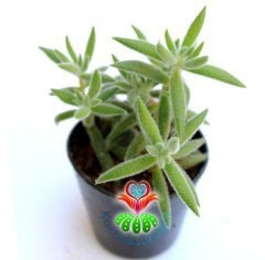 Sukulent,Crassula Mesembrianthoides Hispida-Tüylü Yapraklı Sıradışı Tür-5,5 cm saksıda-Kaktus